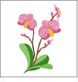 Sewing With Nancy Exotic Orchids Embroidery Designs by Amazing Designs on a Multi-Format CD-ROM AD-ZIE01