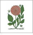 Grand Flowers by Joyce Drexler Embroidery Designs on a BROTHER Embroidery Card BMC-JD2