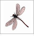 Dragonflies 1 Amazing Designs ADC-10 Embroidery Designs on CD