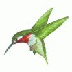 Valerie Pfeiffer Hummingbirds Embroidery Designs on a Multi-Format CD-ROM CMC-VP3