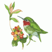 Valerie Pfeiffer Hummingbirds Embroidery Designs on a Multi-Format CD-ROM CMC-VP3