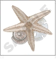 Seashells Embroidery Designs by Dakota Collectibles on a CD-ROM 970241