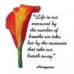 Floral Inspirations 2 Embroidery Designs by Amazing Designs on a Multi-Format CD-ROM ADC-107J